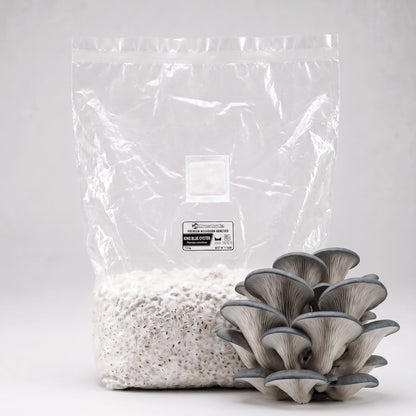 King Blue Oyster Colonized Grain Spawn Bag 5 LB - Image 1