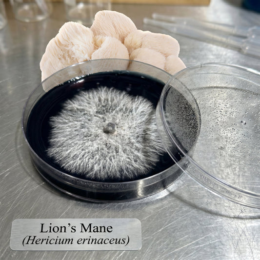 Lion's Mane Colonized Black Agar Plate - Image 1