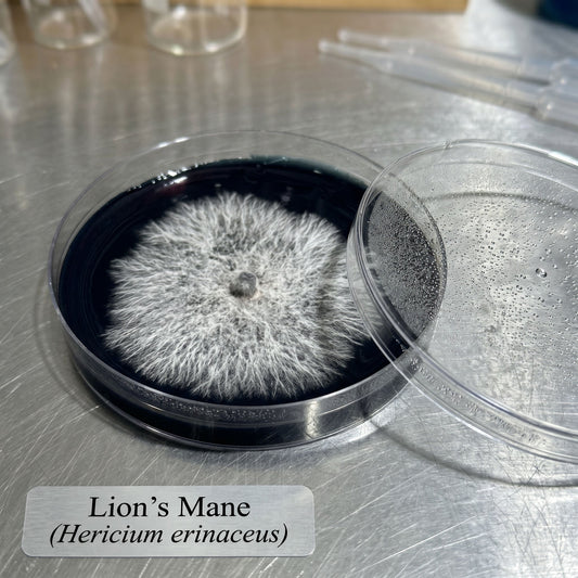 Lion's Mane Colonized Black Agar Plate - Image 2