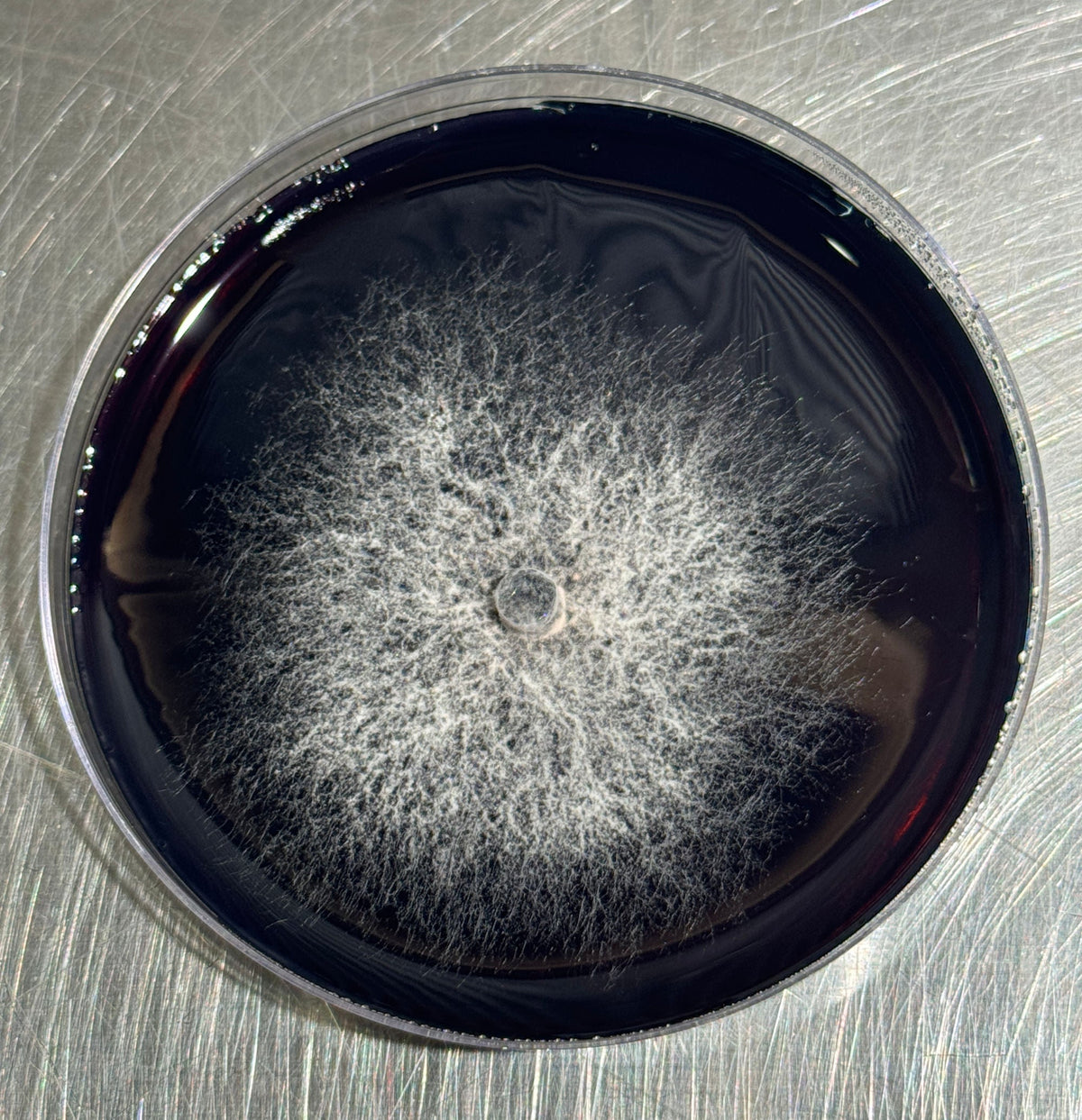 Lion's Mane Colonized Black Agar Plate - Image 3