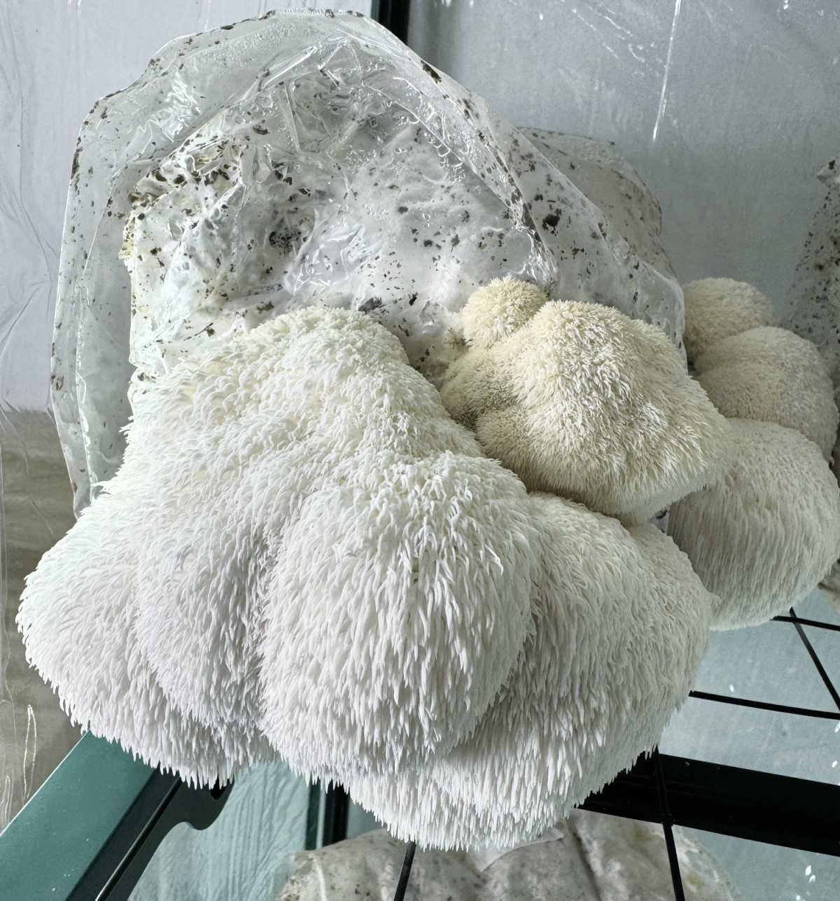 Lion's Mane Mushroom Grow Kit (5lbs) - Image 3
