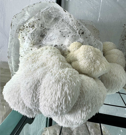Lion's Mane Mushroom Grow Kit (5lbs) - Image 3