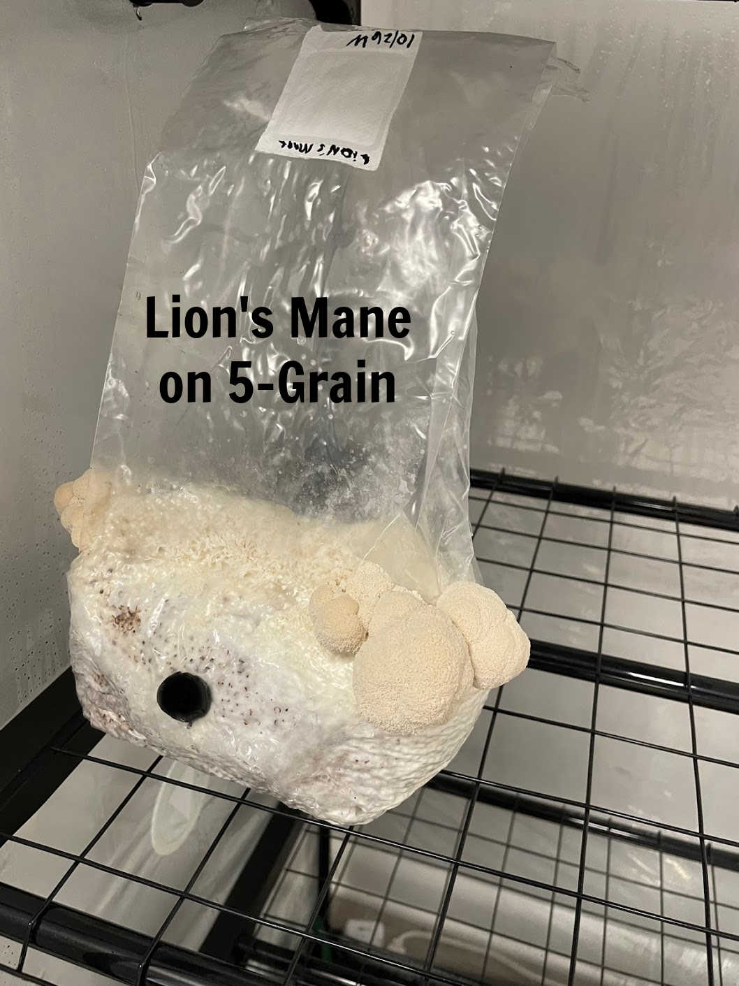 Premium 5-Grain Spawn Bags | Sterile Grain Bags for Mushroom Cultivation - Image 10