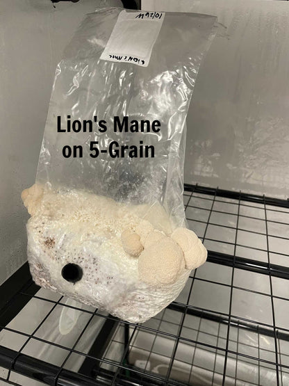 Premium 5-Grain Spawn Bags | Sterile Grain Bags for Mushroom Cultivation - Image 10