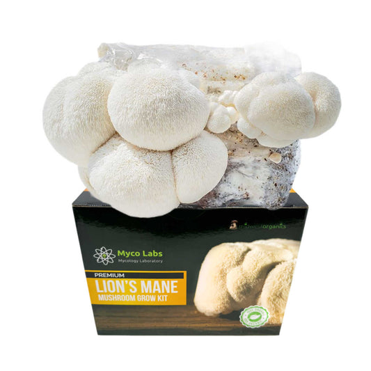 Lion's Mane Mushroom Grow Kit (5lbs) - Image 1