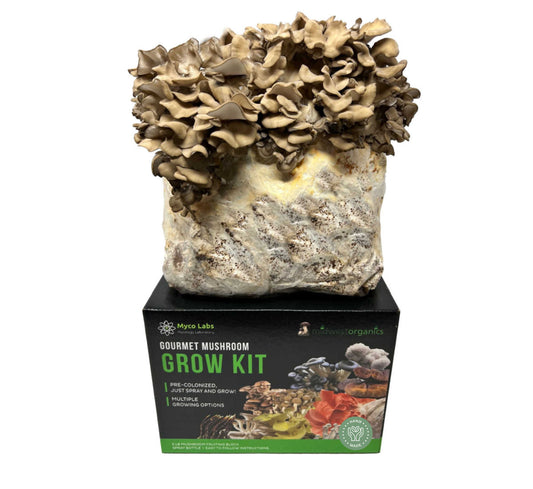 Maitake (Hen of the Woods) Mushroom Grow Kit (5lbs) - Image 1