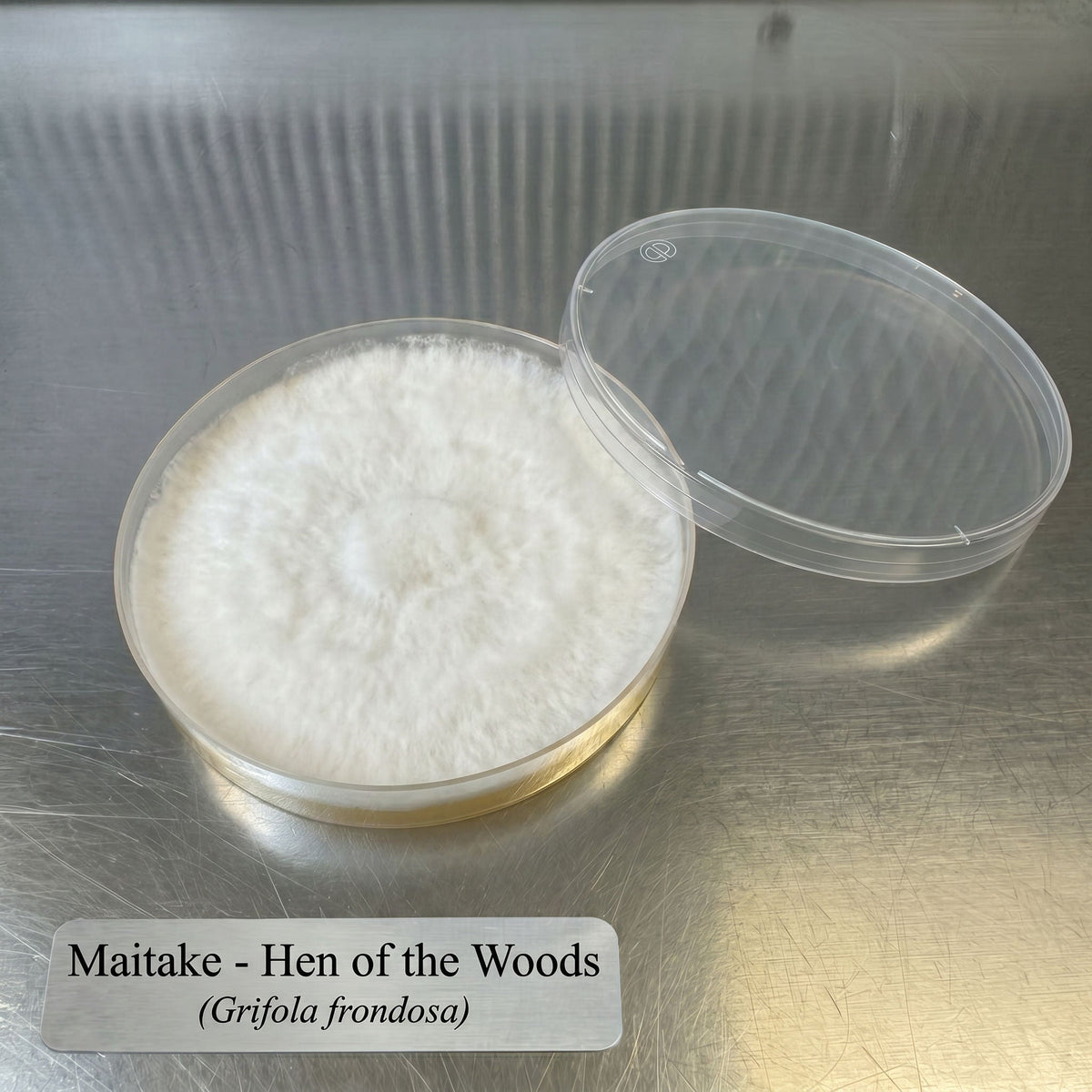 Maitake Hen of the Woods Colonized Agar Plate - Image 2
