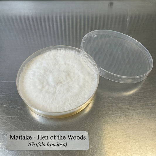 Maitake Hen of the Woods Colonized Agar Plate - Image 2