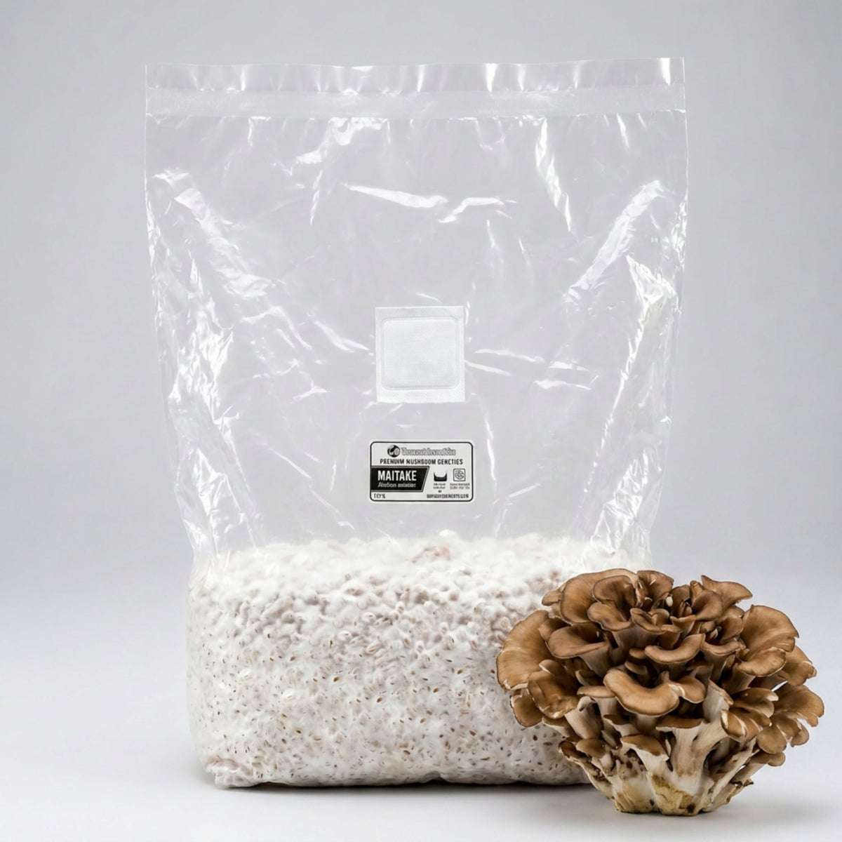 Maitake Colonized Grain Spawn Bag 5 LB - Image 1