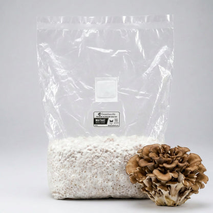 Maitake Colonized Grain Spawn Bag 5 LB - Image 1