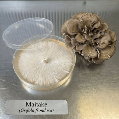 Maitake Hen of the Woods Colonized Agar Plate - Image 1