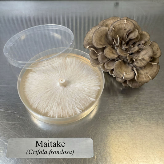 Maitake Hen of the Woods Colonized Agar Plate - Image 1