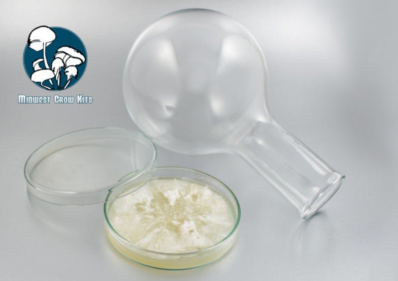 Pre-Poured Sterilized Malt Extract Agar Plates (5-Pack) - Image 6