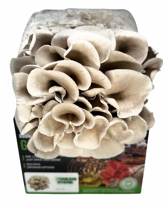 Pearl White Oyster Mushroom Grow Kit (5lbs) - Image 2