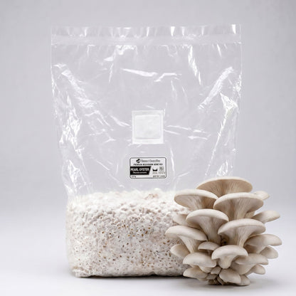 Pearl White Oyster Grain Spawn Bag 5 LB - Image 1
