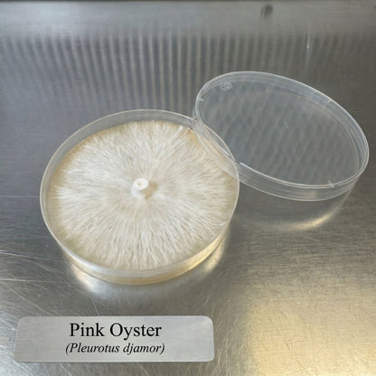 Pink Oyster Colonized Agar Plate - Image 2
