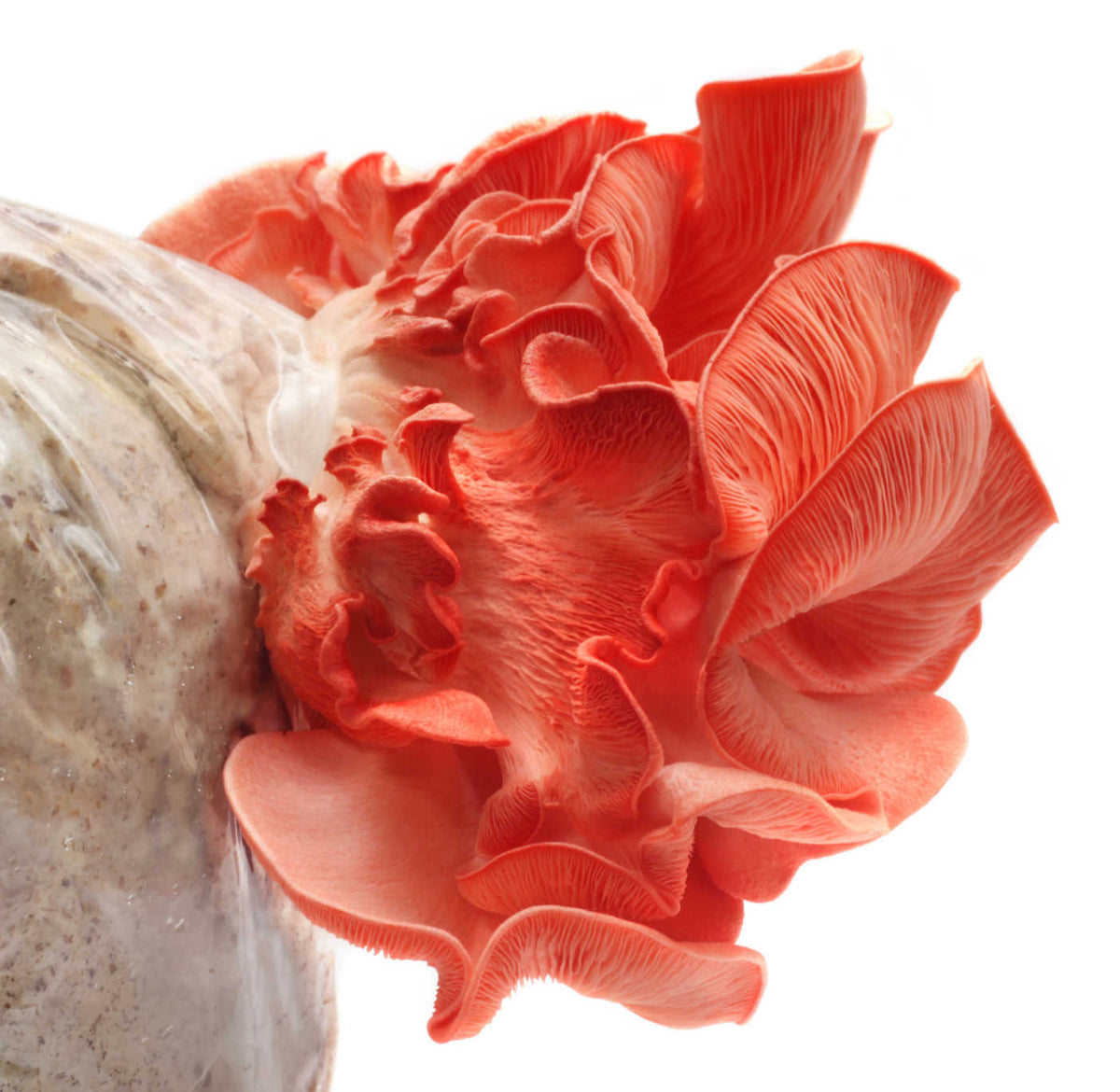 Pink Oyster Mushroom Grow Kit (5lbs) - Image 2