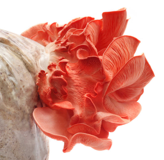 Pink Oyster Mushroom Grow Kit (5lbs) - Image 2