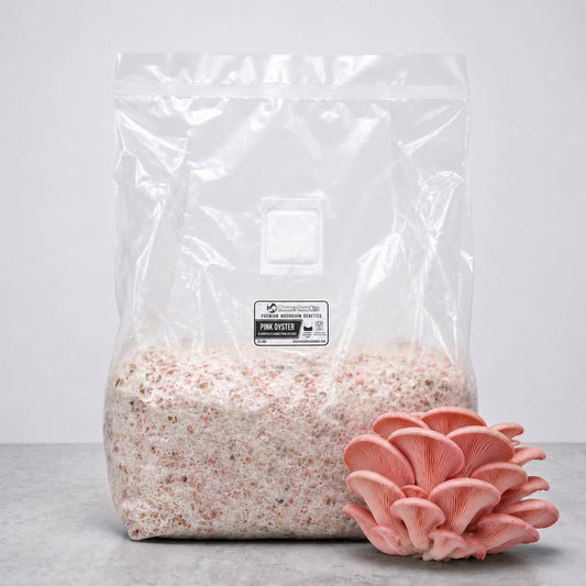 Pink Oyster Colonized Grain Spawn Bag 5 LB - Image 1