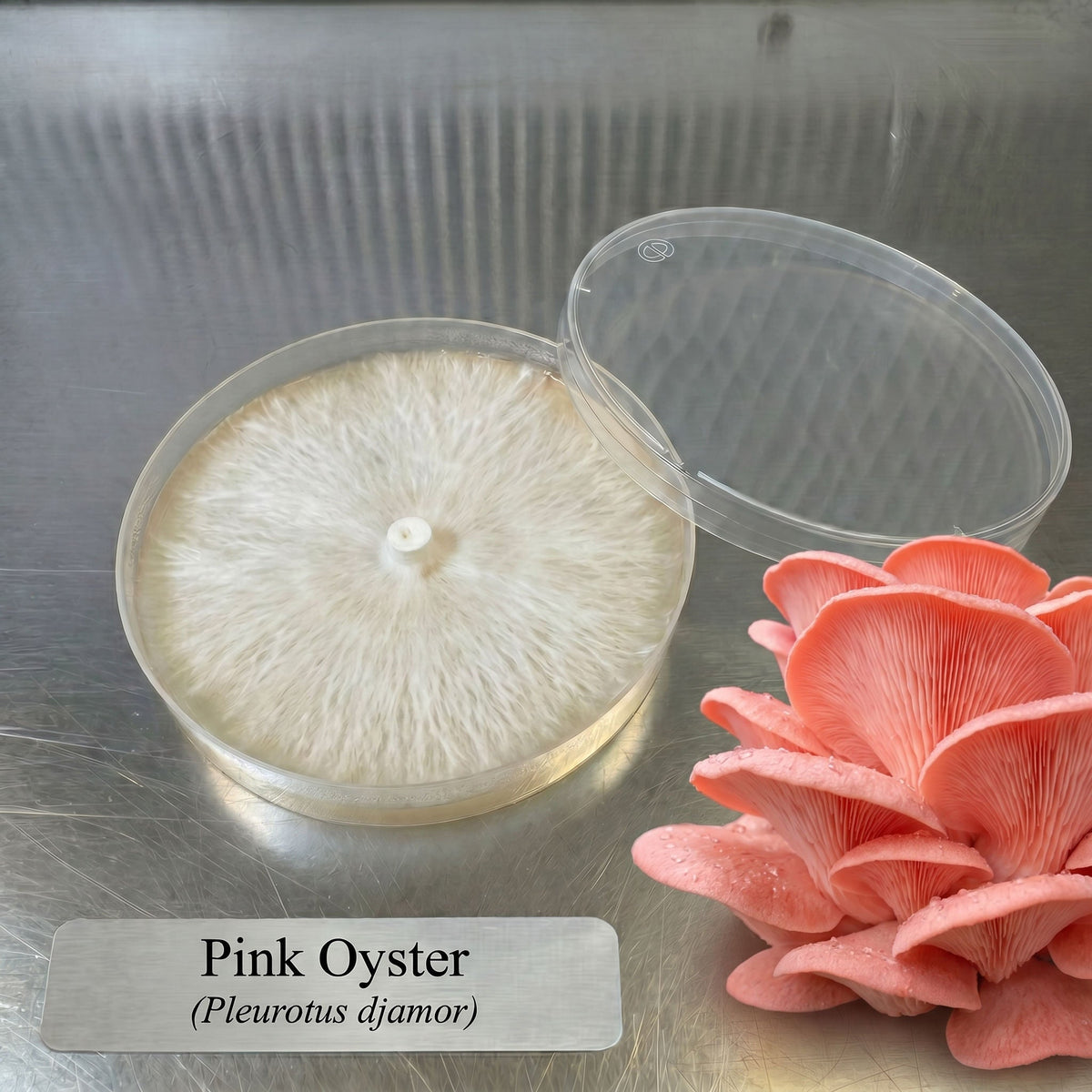 Pink Oyster Colonized Agar Plate - Image 1