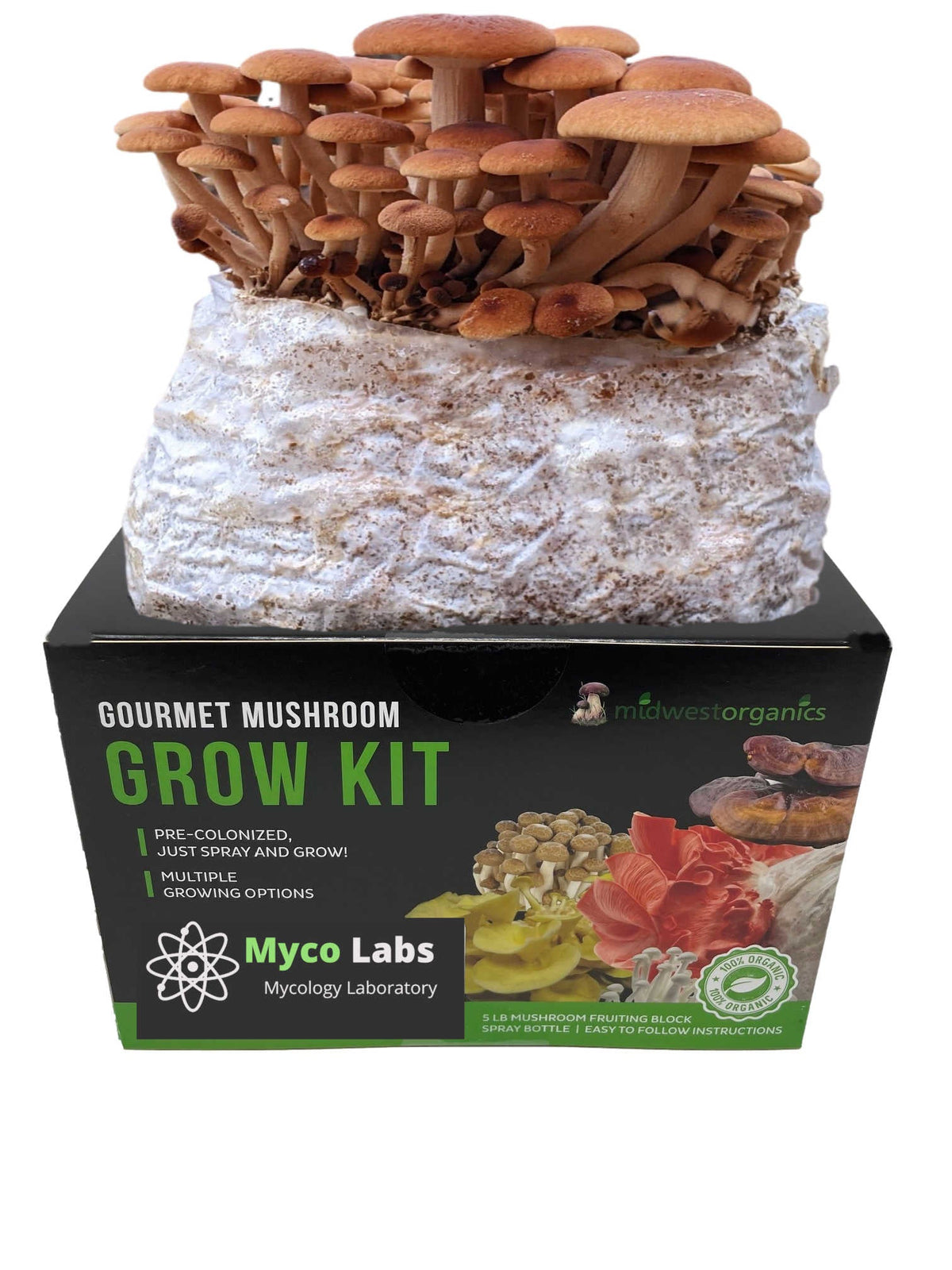 Pioppino (Black Poplar)  Mushroom Grow Kit (5lbs) - Image 1