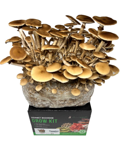 Pioppino (Black Poplar)  Mushroom Grow Kit (5lbs) - Image 3