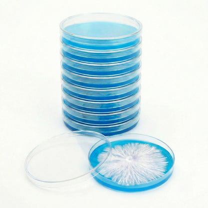 Rapid Rhizo Pre-Poured Sterilized Agar Plates (10-Pack) - Image 1
