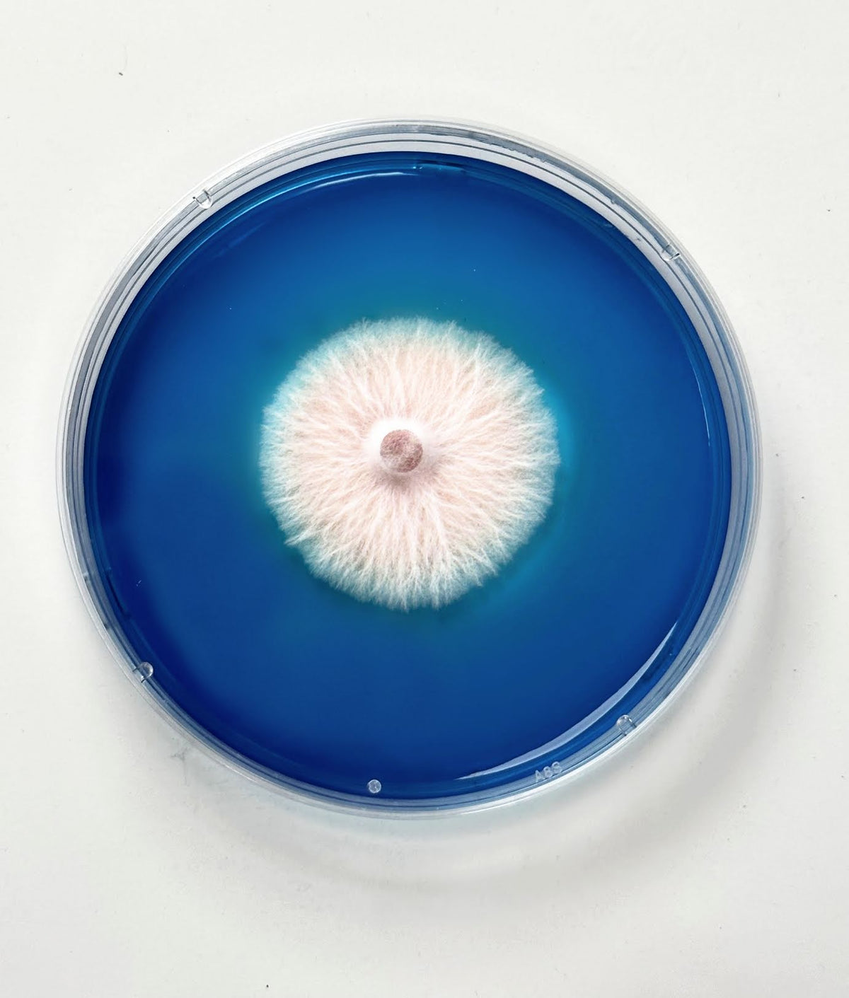 Rapid Rhizo Pre-Poured Sterilized Agar Plates (5-Pack) - Image 4