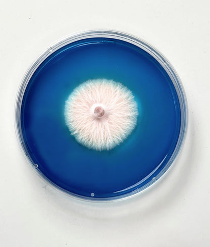 Rapid Rhizo Pre-Poured Sterilized Agar Plates (10-Pack) - Image 4