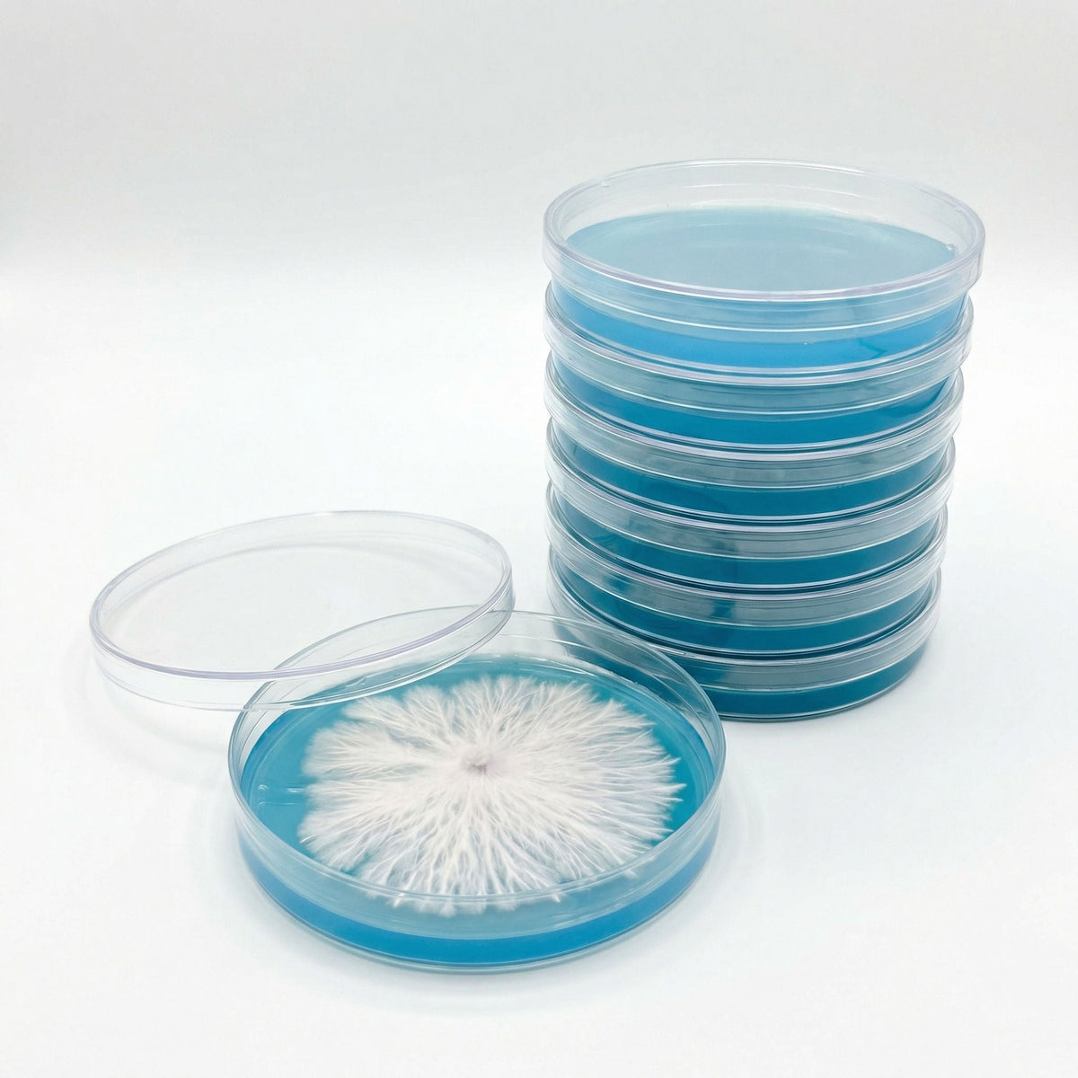 Rapid Rhizo Pre-Poured Sterilized Agar Plates (5-Pack) - Image 1