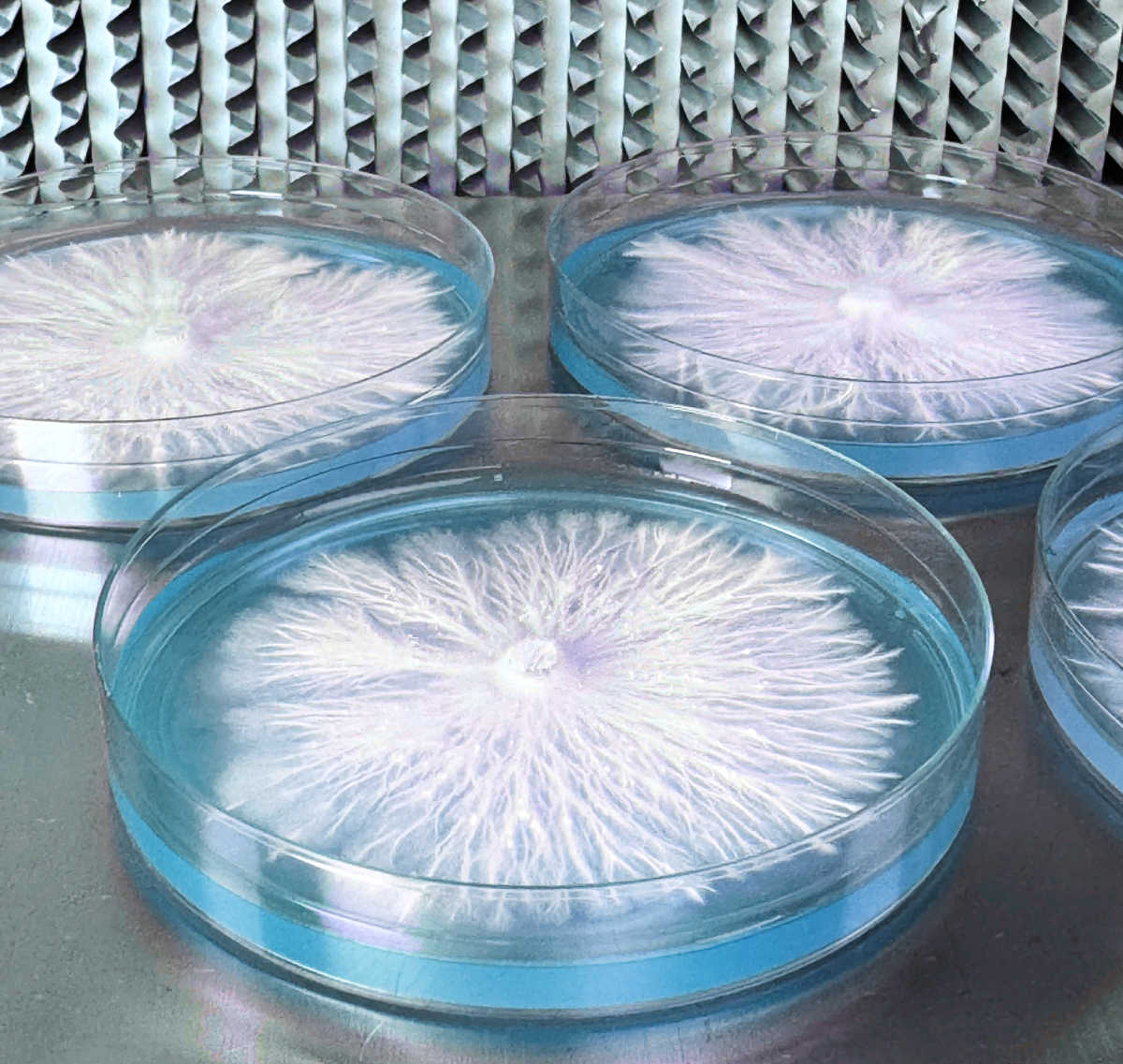 Rapid Rhizo Pre-Poured Sterilized Agar Plates (10-Pack) - Image 3