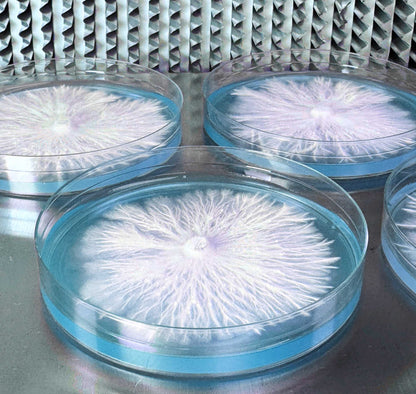 Rapid Rhizo Pre-Poured Sterilized Agar Plates (10-Pack) - Image 3
