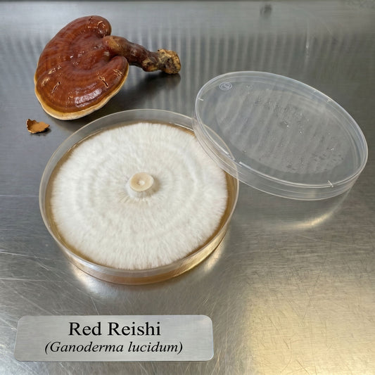 Red Reishi Colonized Agar Plate - Image 1