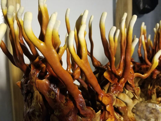 Antler Reishi Mushroom Grow Kit (5lbs) - Image 2
