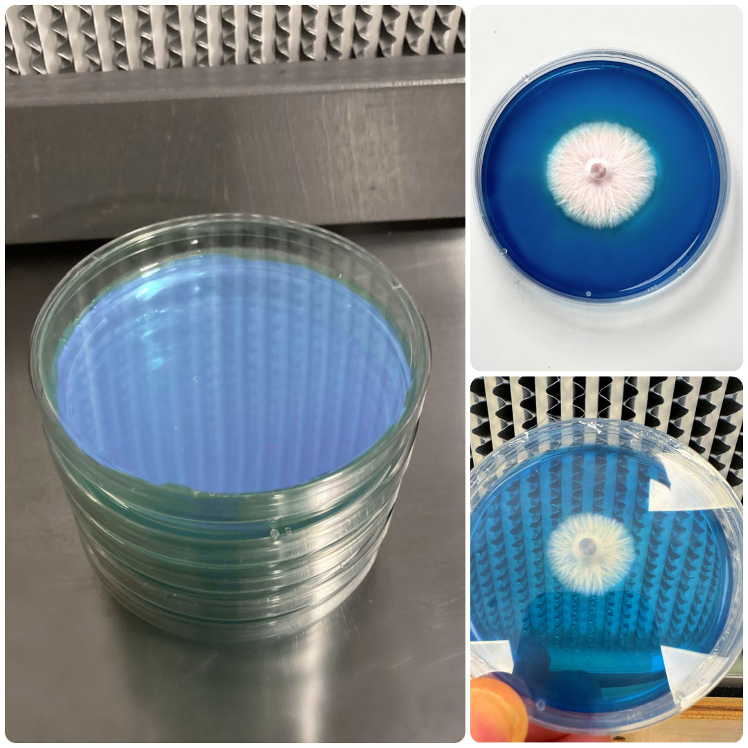 Rapid Rhizo Pre-Poured Sterilized Agar Plates (5-Pack) - Image 2