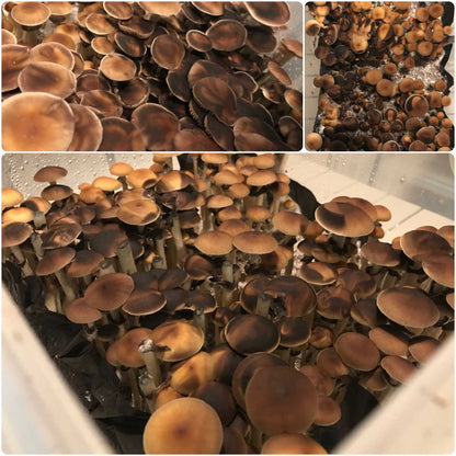 Premium 5-Grain Spawn Bags | Sterile Grain Bags for Mushroom Cultivation - Image 7
