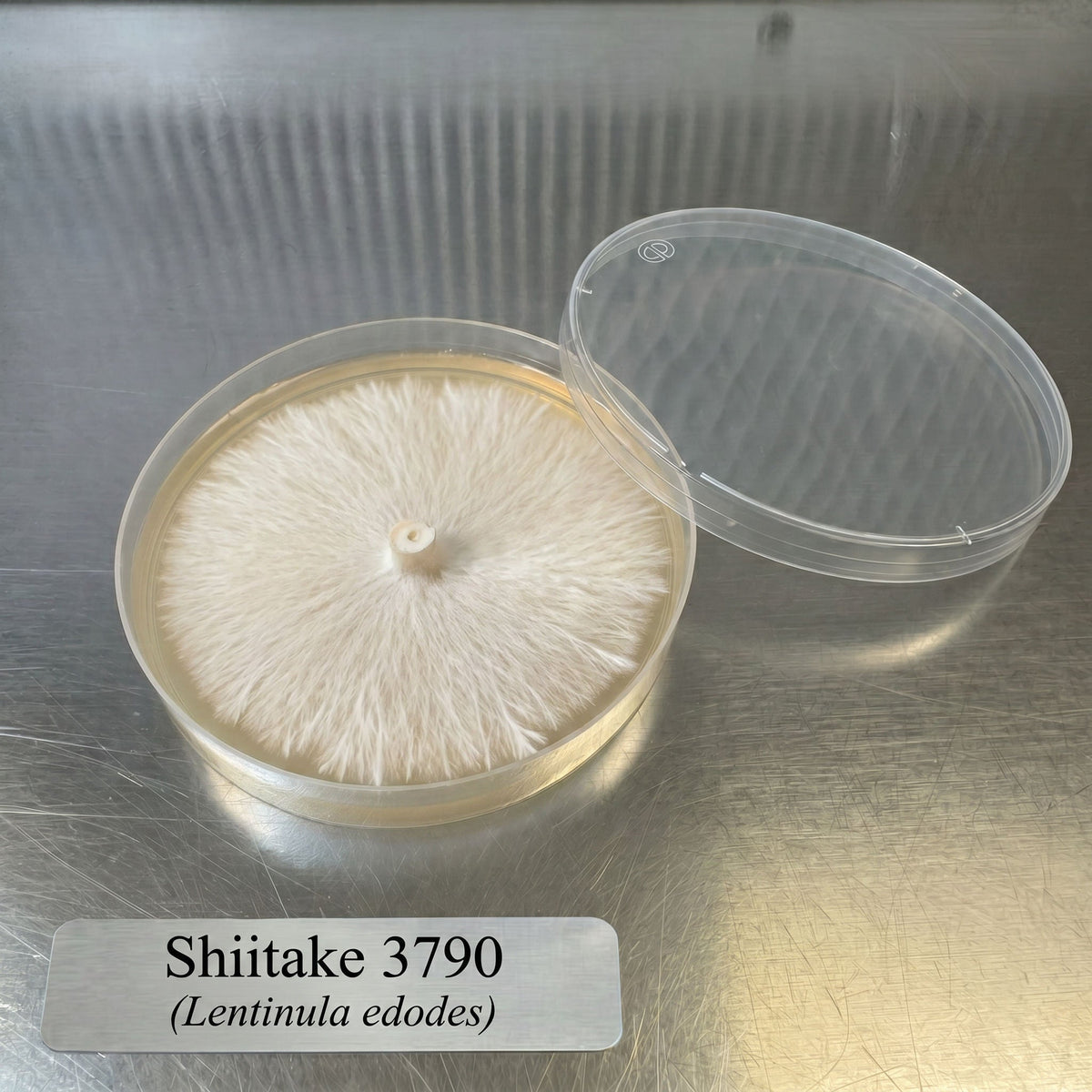 Shiitake 3790 Colonized Agar Plate - Image 2
