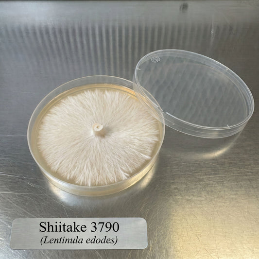 Shiitake 3790 Colonized Agar Plate - Image 2