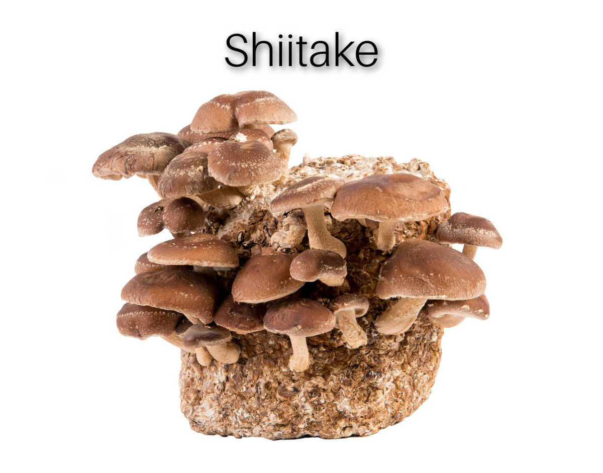 Complete XL ALL-IN-ONE Wood Lover's Mushroom Grow Bag Kit (6LB) - Image 6