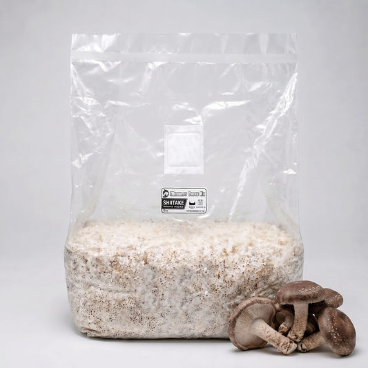 Shiitake Colonized Grain Spawn Bag 5 LB - Image 1