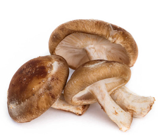 Shiitake Mushroom Grow Kit (5lbs) - Image 2