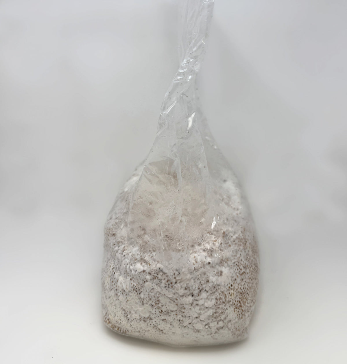 Shiitake Colonized Grain Spawn Bag 5 LB - Image 4