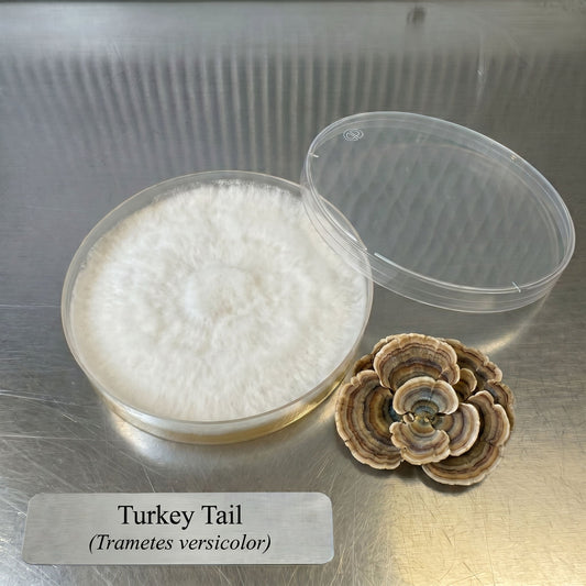 Turkey Tail Colonized Agar Plate - Image 1