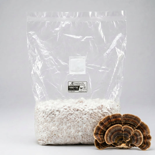 Turkey Tail Colonized Grain Spawn Bag 5 LB - Image 1