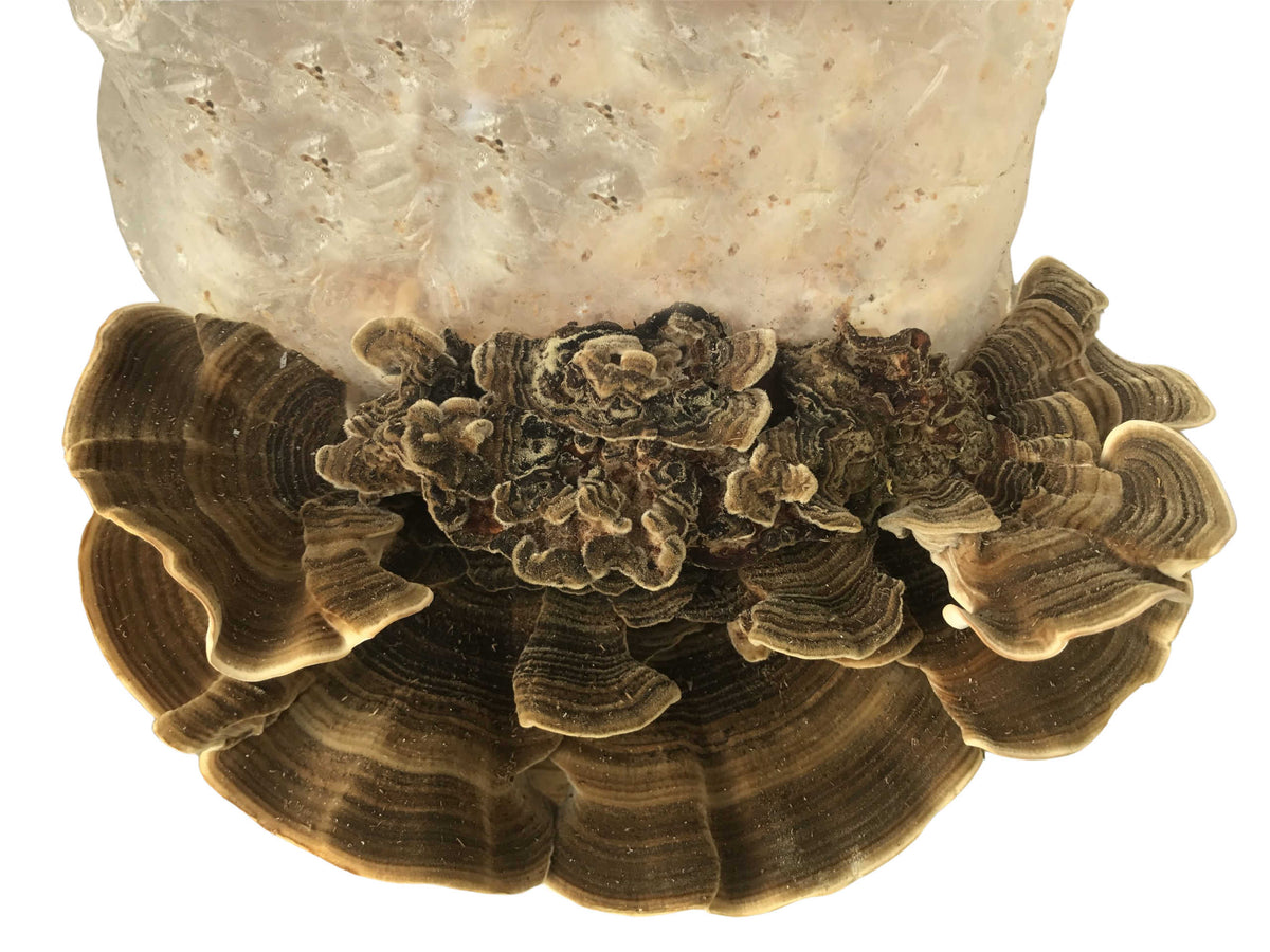 Turkey Tail Mushroom Grow Kit (5lbs) - Image 2