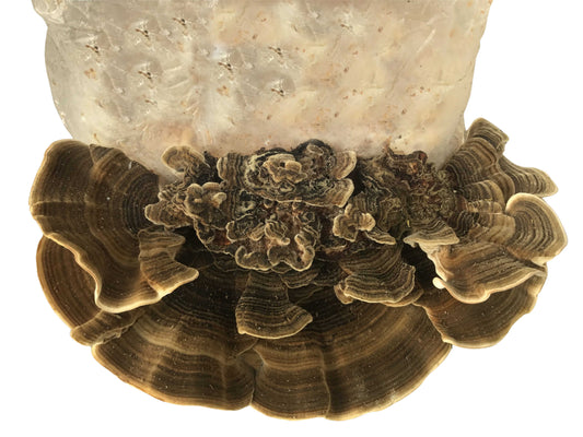 Turkey Tail Mushroom Grow Kit (5lbs) - Image 2