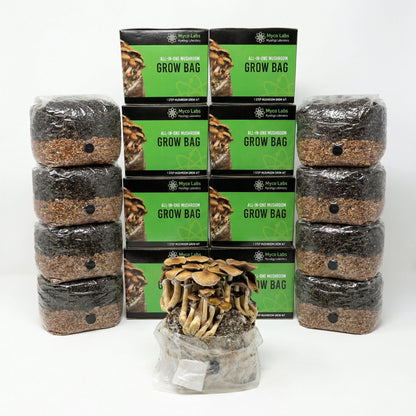 Wholesale All-in-One Mushroom Grow Bag (4 lbs) for Manure Loving Mushrooms (Case of 10) - Image 1