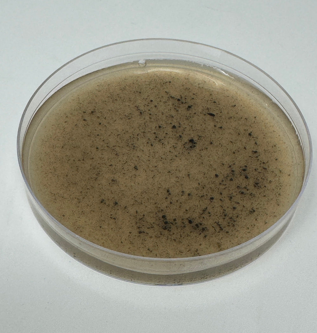 Pre-Poured Willy’s Blend Manure Enriched Agar Plates - Conditioning Agar Plates (5-Pack) - Image 3