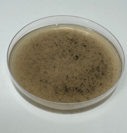 Pre-Poured Willy’s Blend Manure Enriched Agar Plates - Conditioning Agar Plates (5-Pack) - Image 3