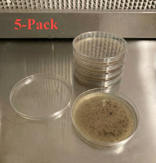 Pre-Poured Willy’s Blend Manure Enriched Agar Plates - Conditioning Agar Plates (5-Pack) - Image 2